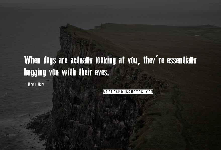 Brian Hare Quotes: When dogs are actually looking at you, they're essentially hugging you with their eyes.