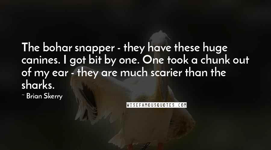 Brian Skerry Quotes: The bohar snapper - they have these huge canines. I got bit by one. One took a chunk out of my ear - they are much scarier than the sharks.