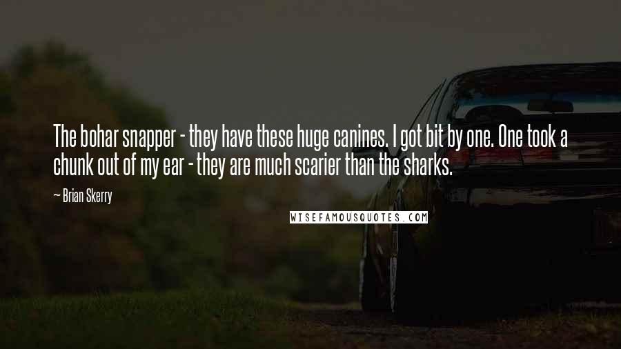 Brian Skerry Quotes: The bohar snapper - they have these huge canines. I got bit by one. One took a chunk out of my ear - they are much scarier than the sharks.