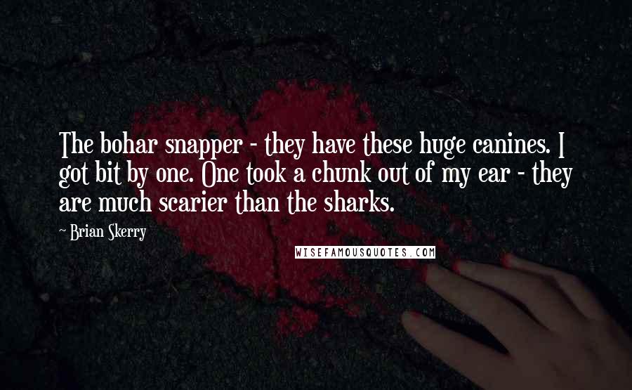 Brian Skerry Quotes: The bohar snapper - they have these huge canines. I got bit by one. One took a chunk out of my ear - they are much scarier than the sharks.