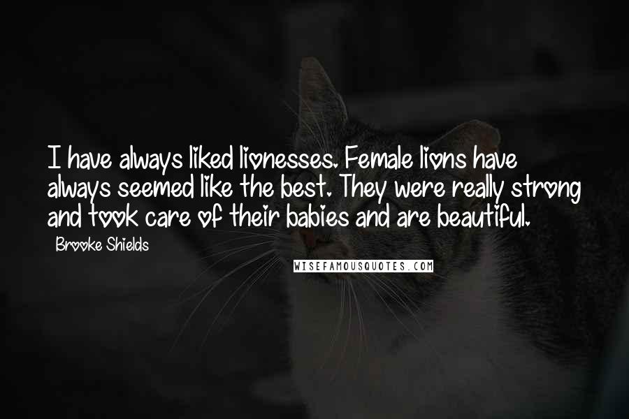 Brooke Shields Quotes: I have always liked lionesses. Female lions have always seemed like the best. They were really strong and took care of their babies and are beautiful.
