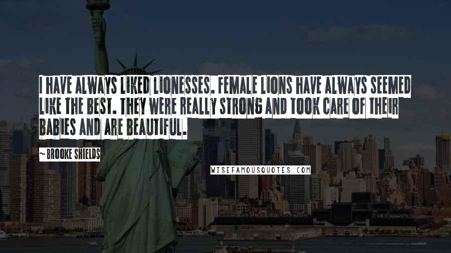 Brooke Shields Quotes: I have always liked lionesses. Female lions have always seemed like the best. They were really strong and took care of their babies and are beautiful.