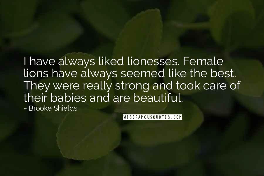 Brooke Shields Quotes: I have always liked lionesses. Female lions have always seemed like the best. They were really strong and took care of their babies and are beautiful.