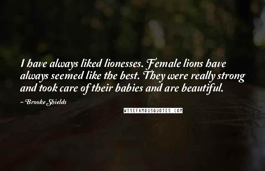 Brooke Shields Quotes: I have always liked lionesses. Female lions have always seemed like the best. They were really strong and took care of their babies and are beautiful.