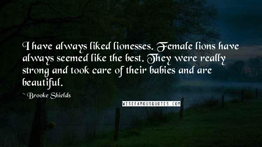 Brooke Shields Quotes: I have always liked lionesses. Female lions have always seemed like the best. They were really strong and took care of their babies and are beautiful.