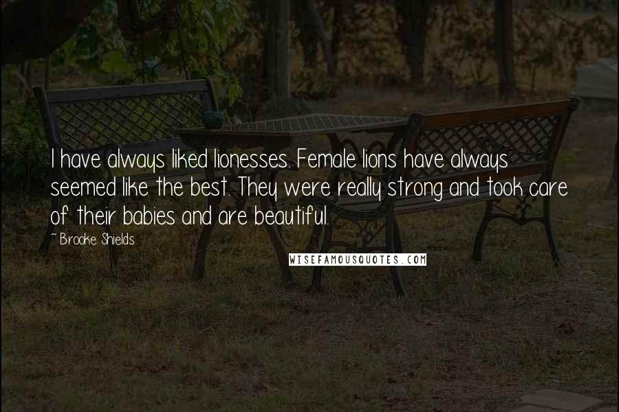 Brooke Shields Quotes: I have always liked lionesses. Female lions have always seemed like the best. They were really strong and took care of their babies and are beautiful.