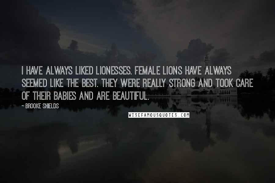 Brooke Shields Quotes: I have always liked lionesses. Female lions have always seemed like the best. They were really strong and took care of their babies and are beautiful.