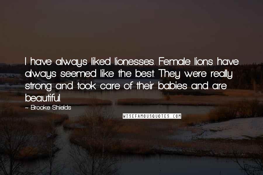 Brooke Shields Quotes: I have always liked lionesses. Female lions have always seemed like the best. They were really strong and took care of their babies and are beautiful.