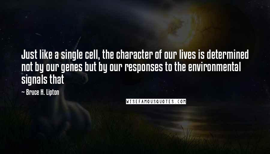 Bruce H. Lipton Quotes: Just like a single cell, the character of our lives is determined not by our genes but by our responses to the environmental signals that