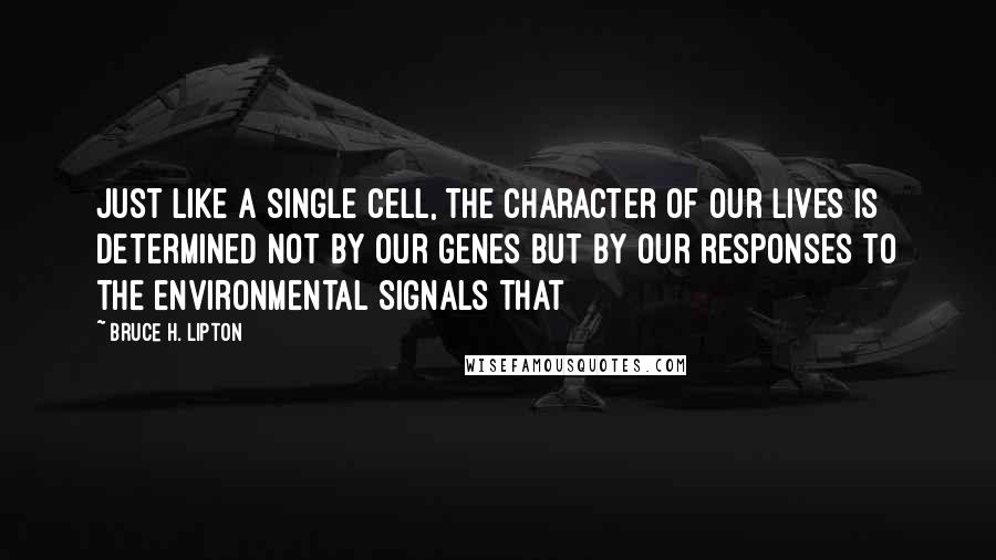 Bruce H. Lipton Quotes: Just like a single cell, the character of our lives is determined not by our genes but by our responses to the environmental signals that