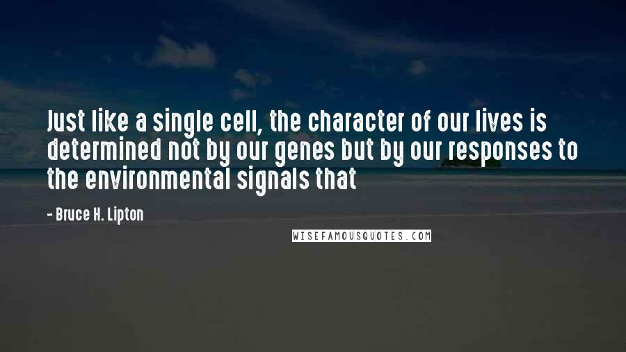 Bruce H. Lipton Quotes: Just like a single cell, the character of our lives is determined not by our genes but by our responses to the environmental signals that