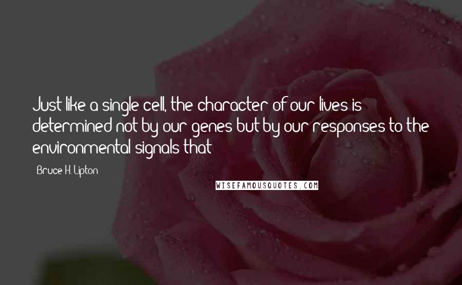 Bruce H. Lipton Quotes: Just like a single cell, the character of our lives is determined not by our genes but by our responses to the environmental signals that