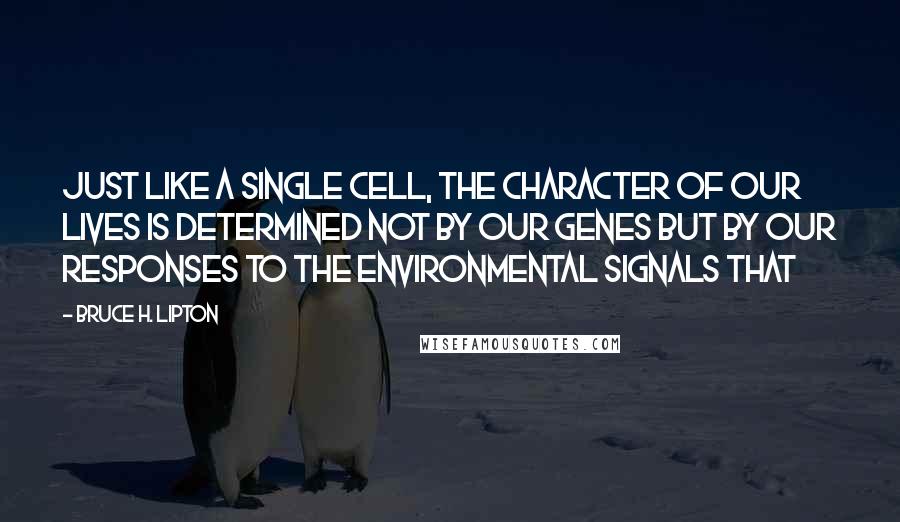 Bruce H. Lipton Quotes: Just like a single cell, the character of our lives is determined not by our genes but by our responses to the environmental signals that