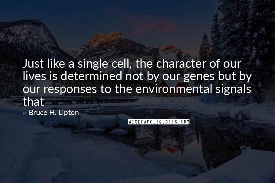 Bruce H. Lipton Quotes: Just like a single cell, the character of our lives is determined not by our genes but by our responses to the environmental signals that