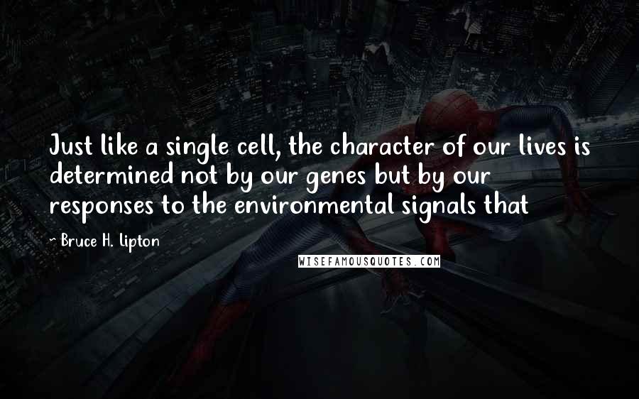 Bruce H. Lipton Quotes: Just like a single cell, the character of our lives is determined not by our genes but by our responses to the environmental signals that