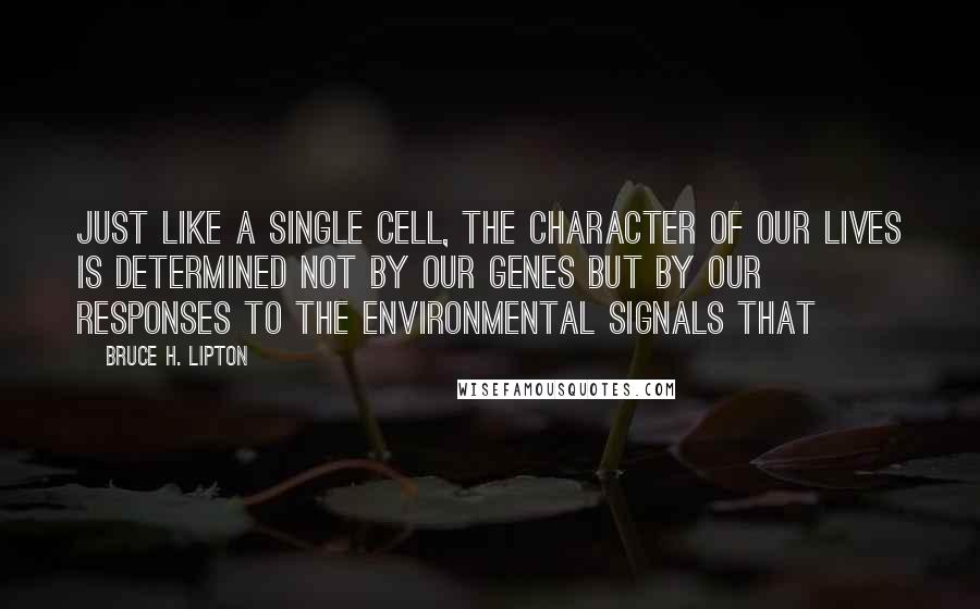 Bruce H. Lipton Quotes: Just like a single cell, the character of our lives is determined not by our genes but by our responses to the environmental signals that