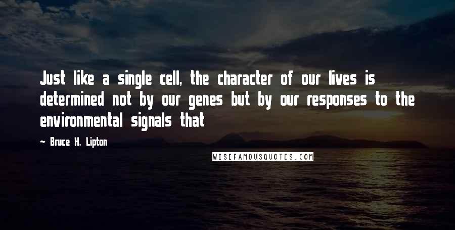 Bruce H. Lipton Quotes: Just like a single cell, the character of our lives is determined not by our genes but by our responses to the environmental signals that