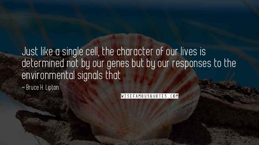 Bruce H. Lipton Quotes: Just like a single cell, the character of our lives is determined not by our genes but by our responses to the environmental signals that