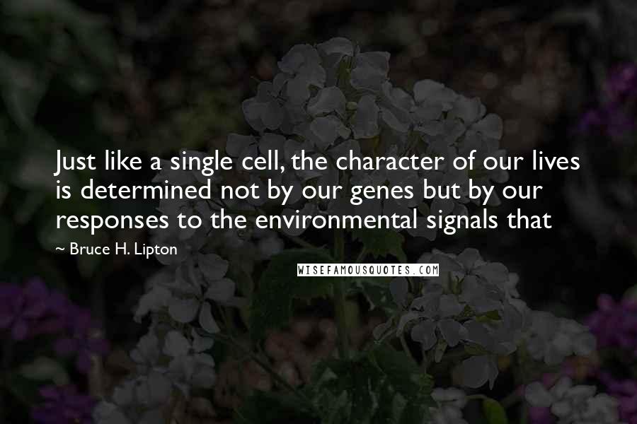 Bruce H. Lipton Quotes: Just like a single cell, the character of our lives is determined not by our genes but by our responses to the environmental signals that