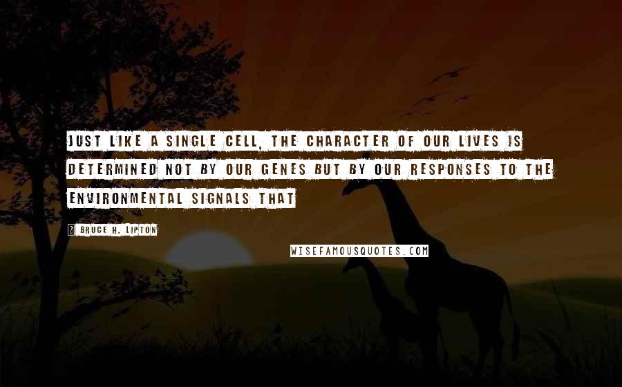 Bruce H. Lipton Quotes: Just like a single cell, the character of our lives is determined not by our genes but by our responses to the environmental signals that