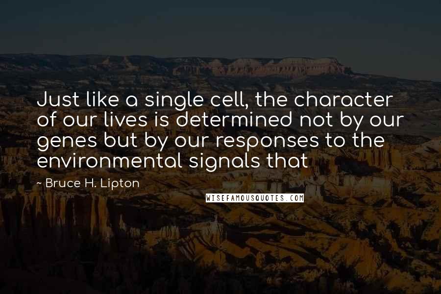 Bruce H. Lipton Quotes: Just like a single cell, the character of our lives is determined not by our genes but by our responses to the environmental signals that
