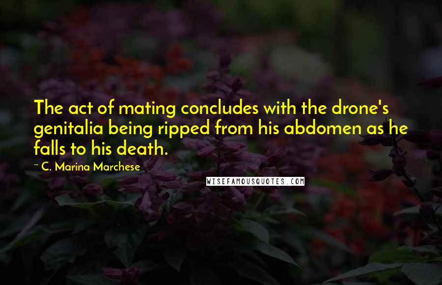 C. Marina Marchese Quotes: The act of mating concludes with the drone's genitalia being ripped from his abdomen as he falls to his death.