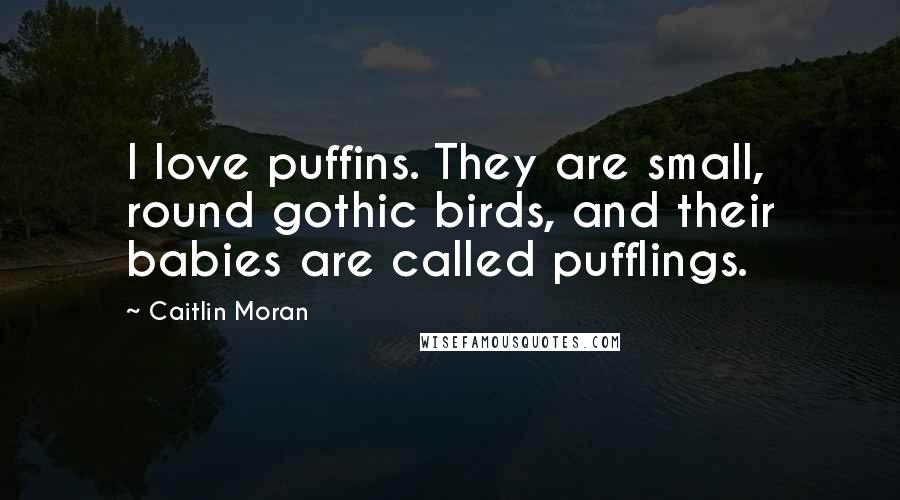 Caitlin Moran Quotes: I love puffins. They are small, round gothic birds, and their babies are called pufflings.