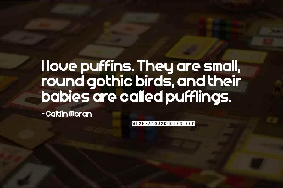 Caitlin Moran Quotes: I love puffins. They are small, round gothic birds, and their babies are called pufflings.