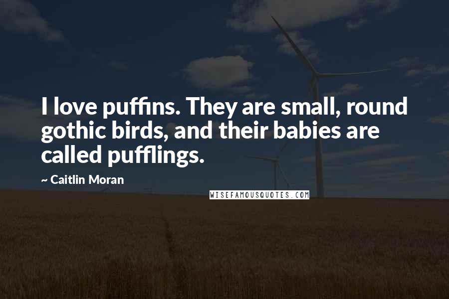 Caitlin Moran Quotes: I love puffins. They are small, round gothic birds, and their babies are called pufflings.