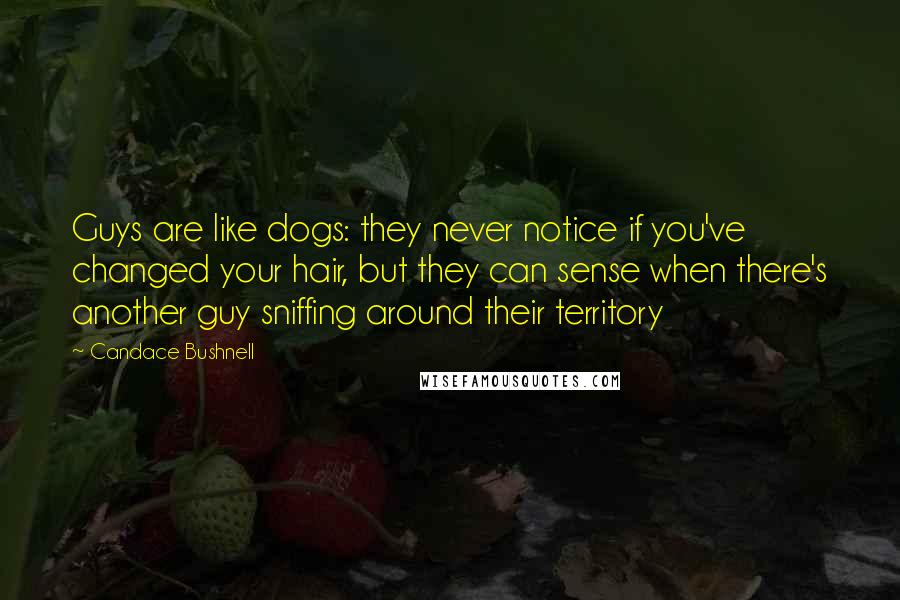 Candace Bushnell Quotes: Guys are like dogs: they never notice if you've changed your hair, but they can sense when there's another guy sniffing around their territory