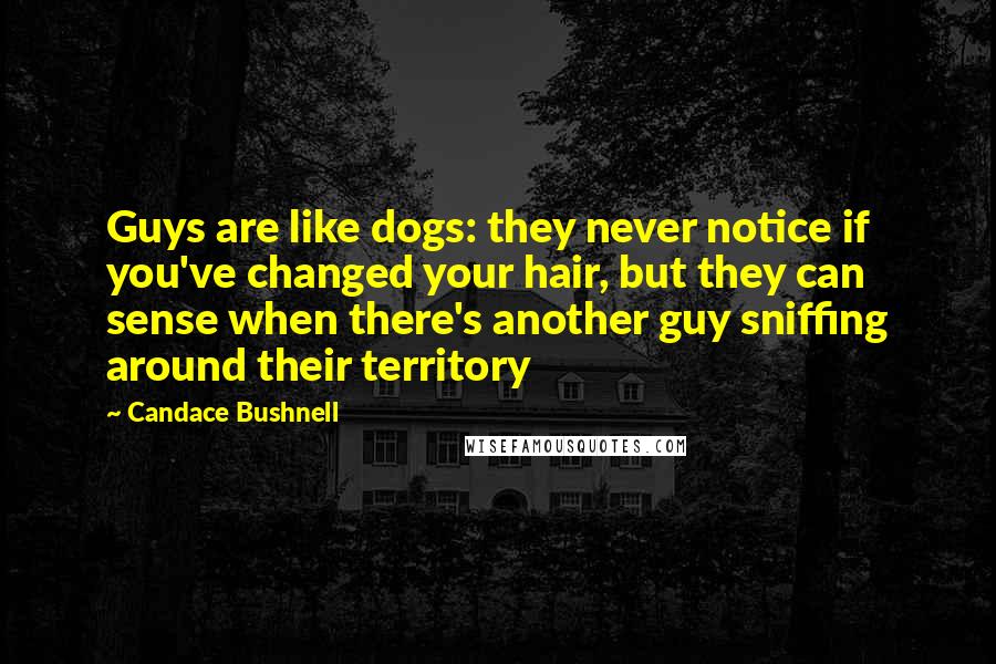 Candace Bushnell Quotes: Guys are like dogs: they never notice if you've changed your hair, but they can sense when there's another guy sniffing around their territory