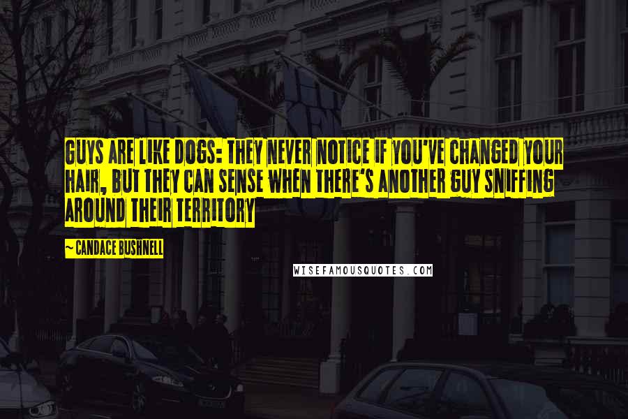 Candace Bushnell Quotes: Guys are like dogs: they never notice if you've changed your hair, but they can sense when there's another guy sniffing around their territory
