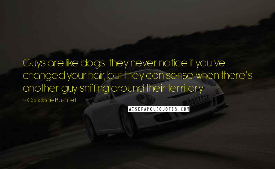 Candace Bushnell Quotes: Guys are like dogs: they never notice if you've changed your hair, but they can sense when there's another guy sniffing around their territory