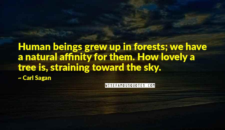 Carl Sagan Quotes: Human beings grew up in forests; we have a natural affinity for them. How lovely a tree is, straining toward the sky.