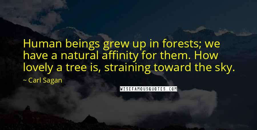 Carl Sagan Quotes: Human beings grew up in forests; we have a natural affinity for them. How lovely a tree is, straining toward the sky.