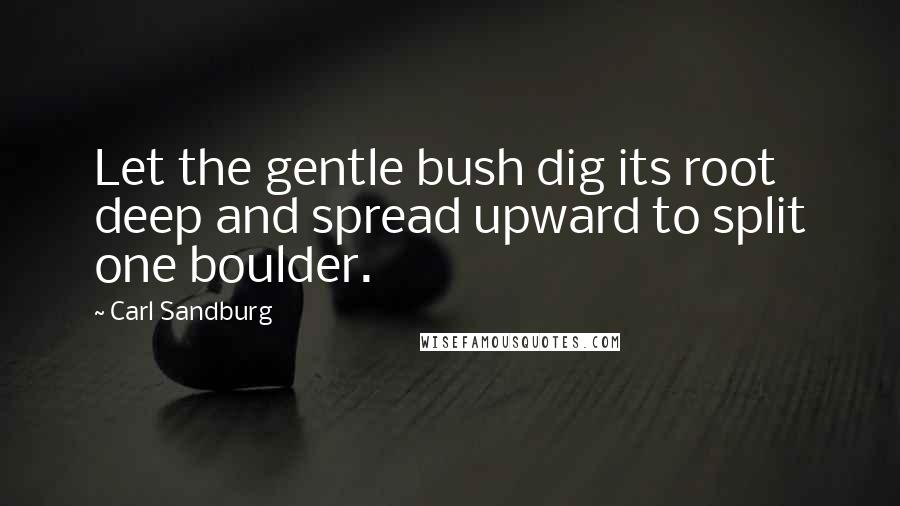 Carl Sandburg Quotes: Let the gentle bush dig its root deep and spread upward to split one boulder.