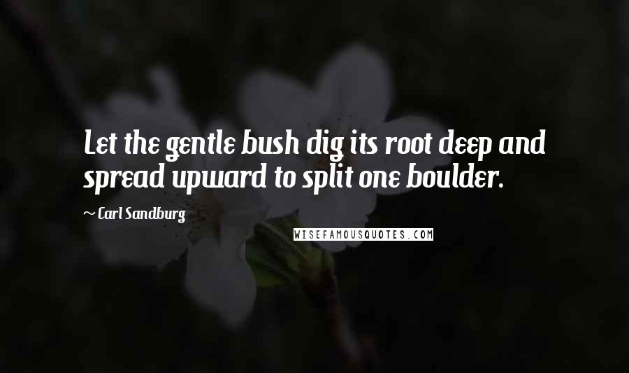 Carl Sandburg Quotes: Let the gentle bush dig its root deep and spread upward to split one boulder.