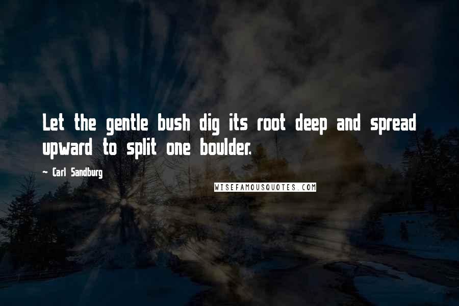 Carl Sandburg Quotes: Let the gentle bush dig its root deep and spread upward to split one boulder.