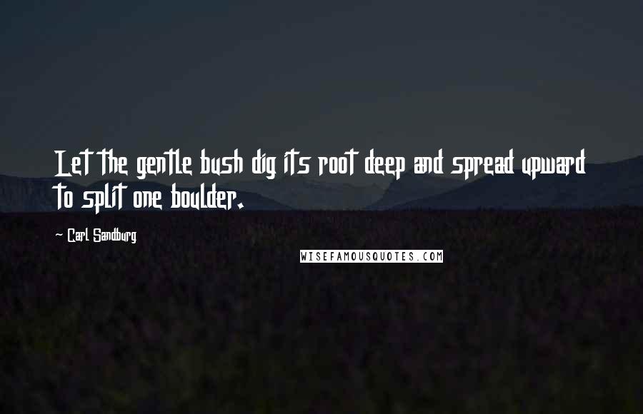 Carl Sandburg Quotes: Let the gentle bush dig its root deep and spread upward to split one boulder.