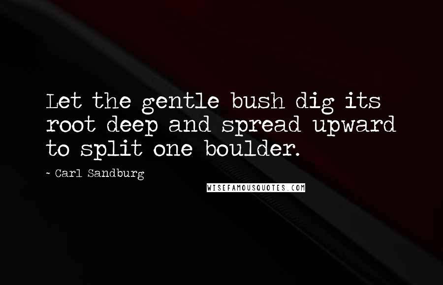 Carl Sandburg Quotes: Let the gentle bush dig its root deep and spread upward to split one boulder.