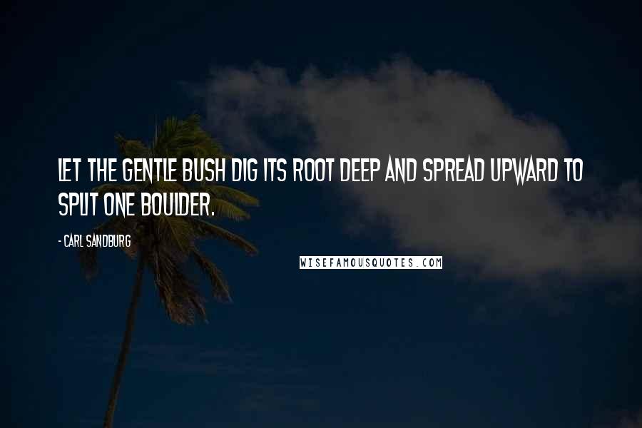 Carl Sandburg Quotes: Let the gentle bush dig its root deep and spread upward to split one boulder.