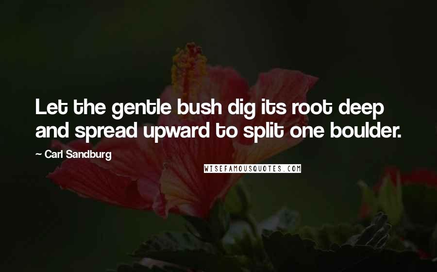 Carl Sandburg Quotes: Let the gentle bush dig its root deep and spread upward to split one boulder.