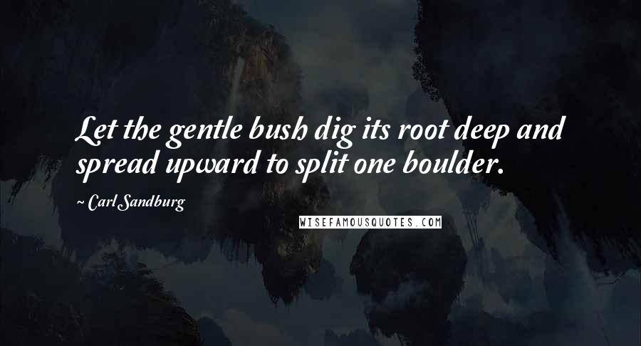 Carl Sandburg Quotes: Let the gentle bush dig its root deep and spread upward to split one boulder.