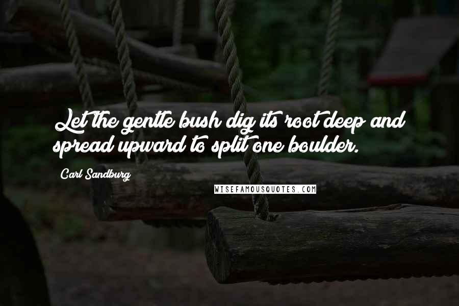 Carl Sandburg Quotes: Let the gentle bush dig its root deep and spread upward to split one boulder.