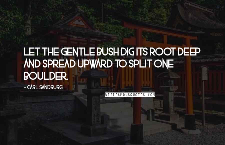 Carl Sandburg Quotes: Let the gentle bush dig its root deep and spread upward to split one boulder.