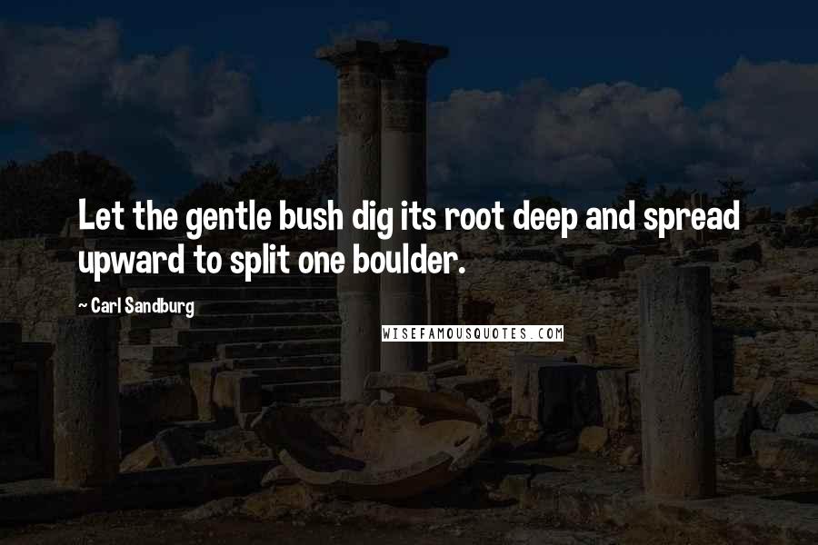 Carl Sandburg Quotes: Let the gentle bush dig its root deep and spread upward to split one boulder.