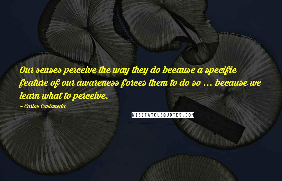 Carlos Castaneda Quotes: Our senses perceive the way they do because a specific feature of our awareness forces them to do so ... because we learn what to perceive.