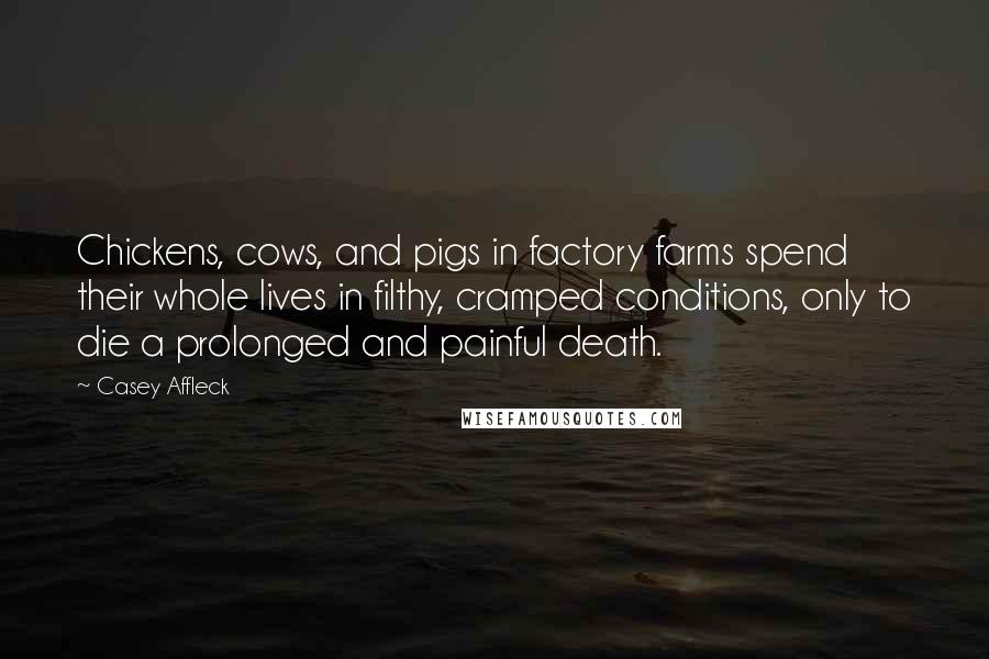 Casey Affleck Quotes: Chickens, cows, and pigs in factory farms spend their whole lives in filthy, cramped conditions, only to die a prolonged and painful death.