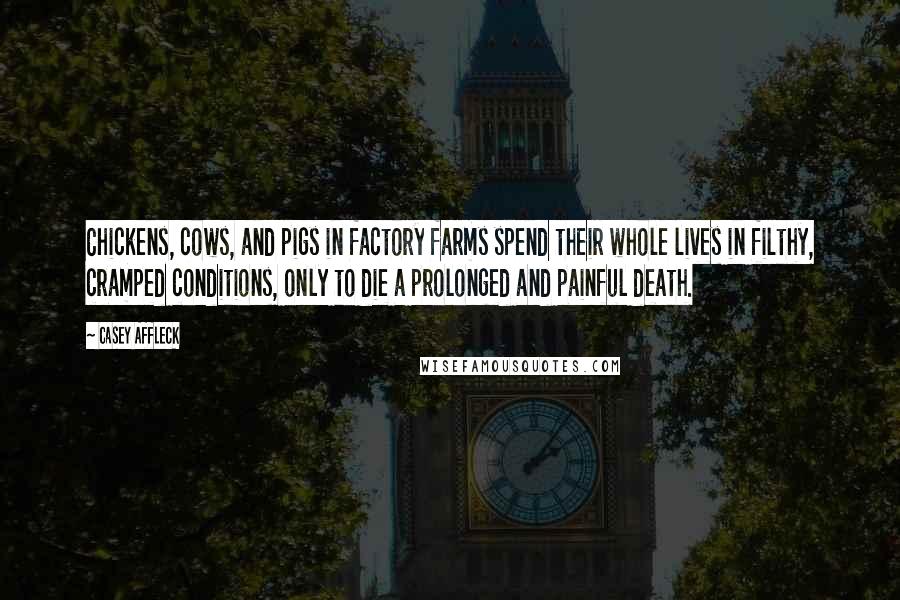 Casey Affleck Quotes: Chickens, cows, and pigs in factory farms spend their whole lives in filthy, cramped conditions, only to die a prolonged and painful death.