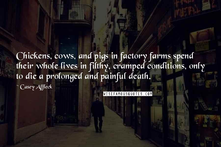 Casey Affleck Quotes: Chickens, cows, and pigs in factory farms spend their whole lives in filthy, cramped conditions, only to die a prolonged and painful death.